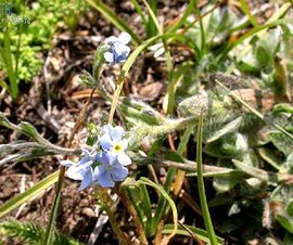 短梗齒緣草與陶齒 自然與人文的交織